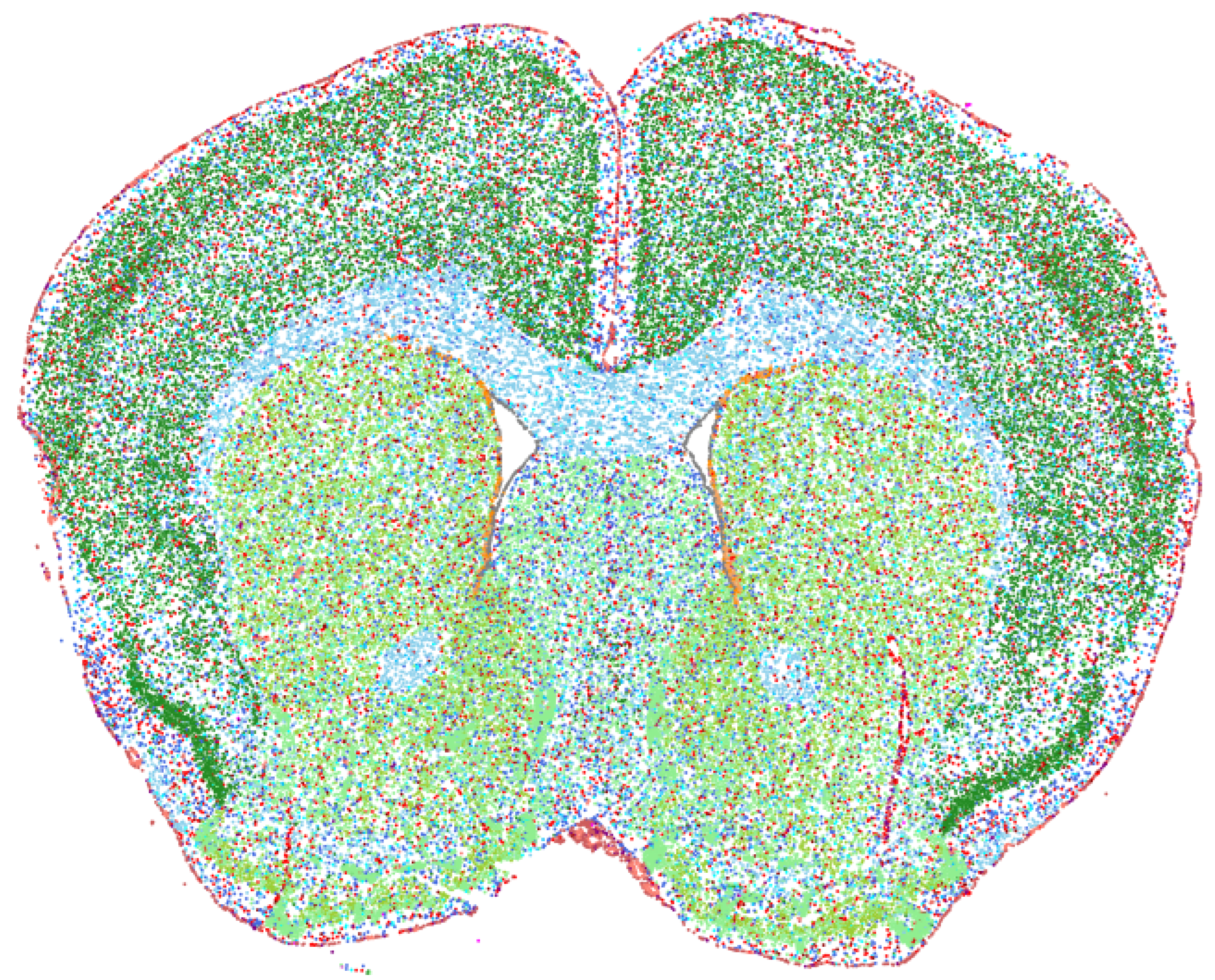 Coronal section of the mouse brain with cell types shown in different colors