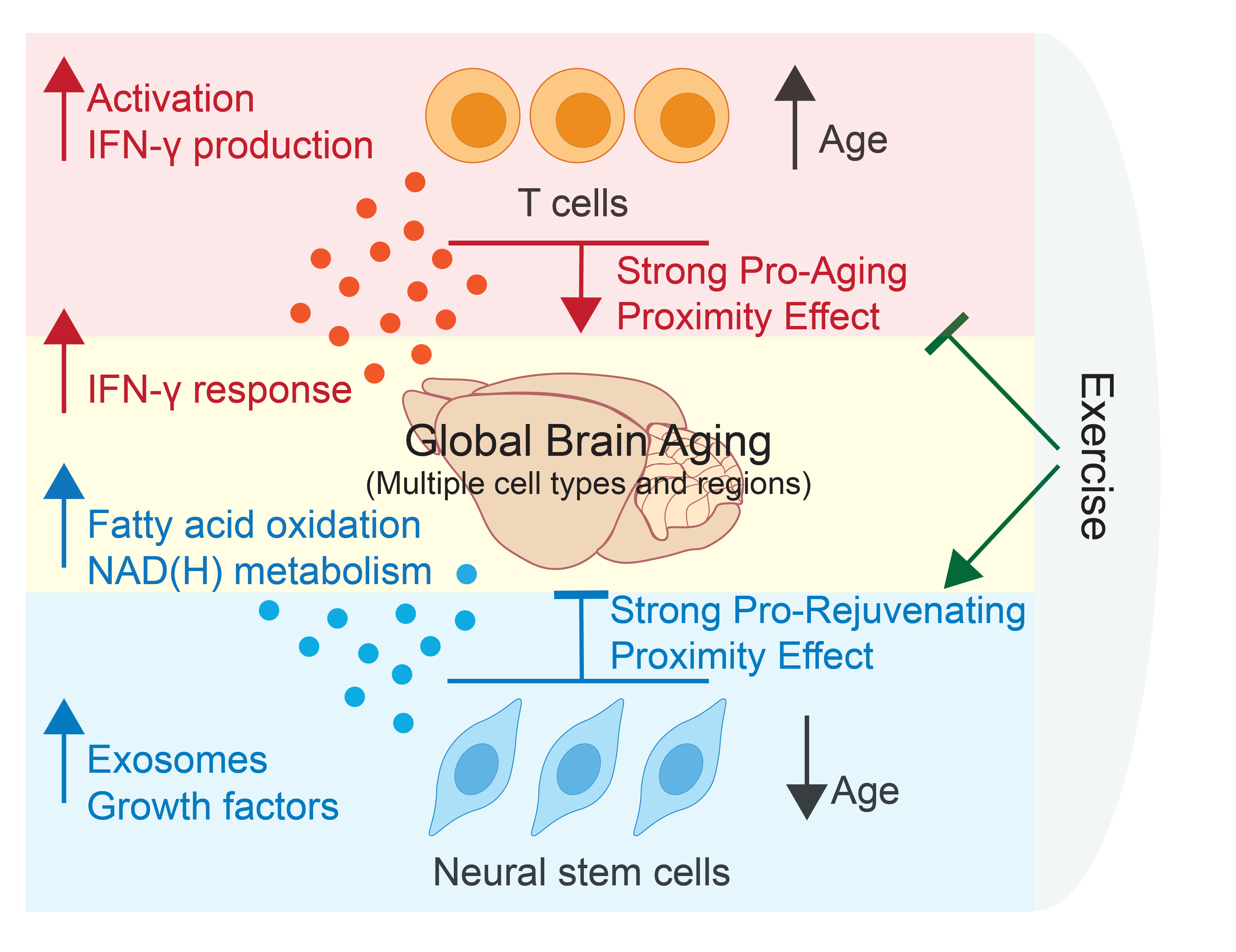 Summary diagram showing how different cell types promote aging or rejuvenation in their neighbors in the mouse brain