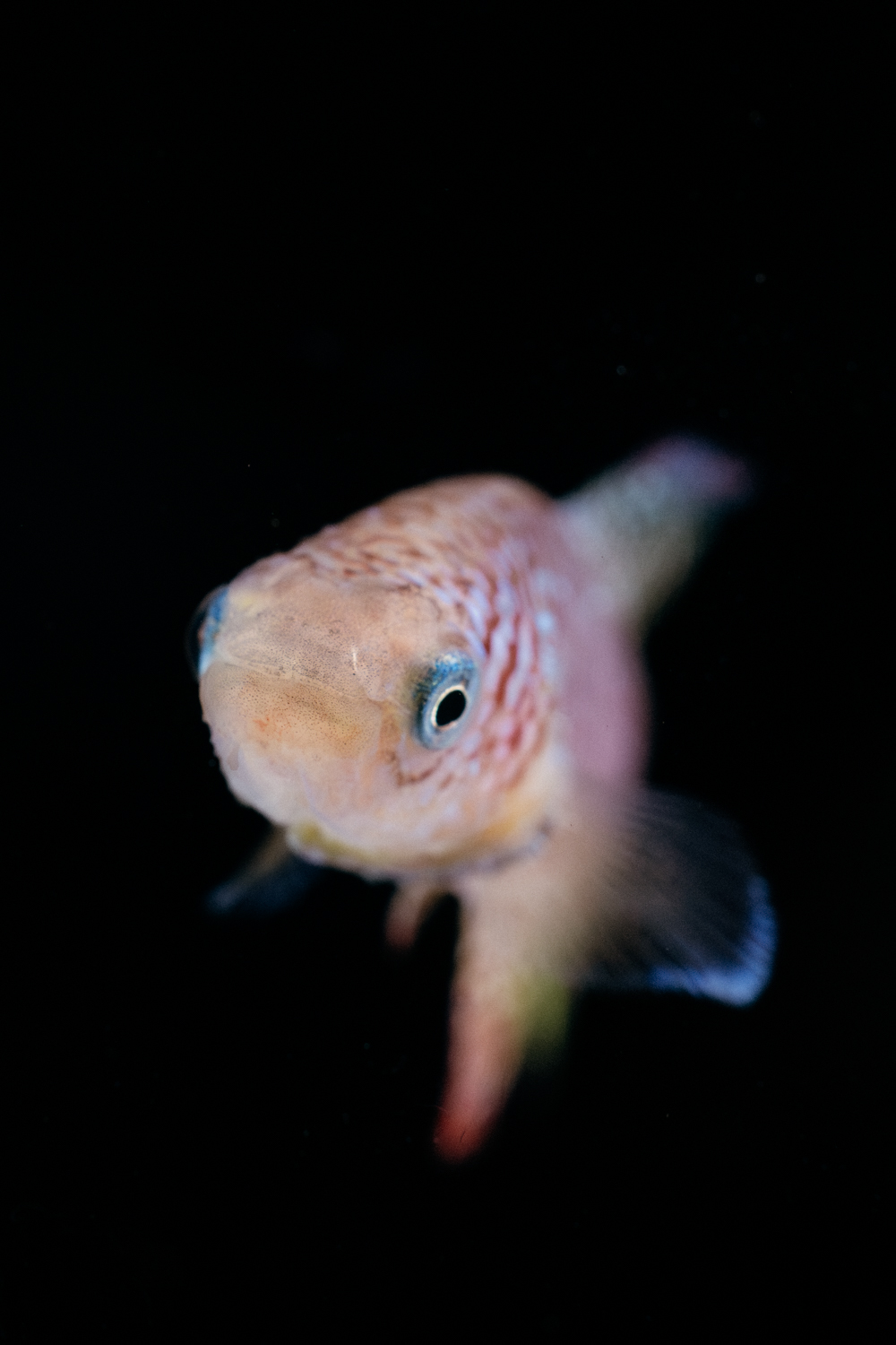 An African killifish