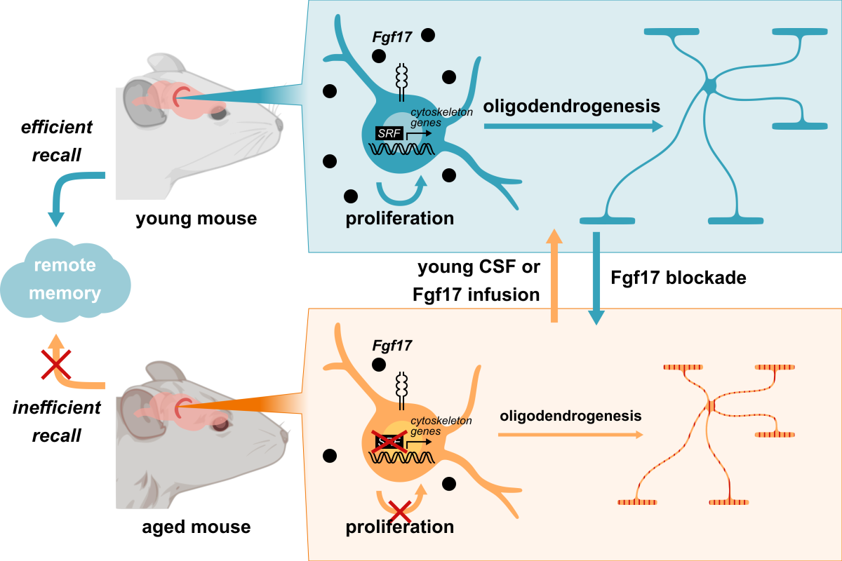 Graphical abstract of the new Nature study