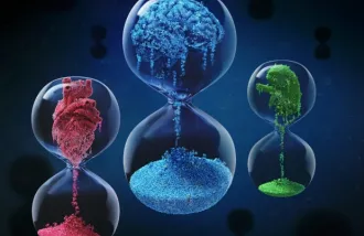 “We can estimate the biological age of an organ in an apparently healthy person,” Tony Wyss-Coray said.  illustratoren.de/TobiasWuestefeld