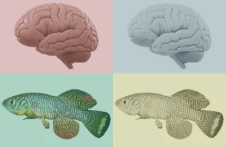 Brains and fish in a multicolored array.