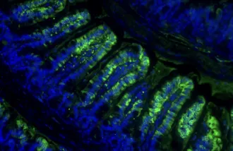 Immunofluorescence of the biosynthetic enzyme for exercise-inducible Lac-Phe (Cndp2, green) and nuclei (DAPI, blue) in mouse gut. Image credit - Long Lab