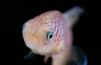 An African killifish