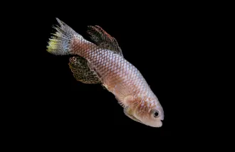 An African killifish swimming.