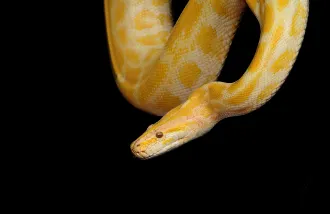 A golden colored snake lowering into the frame on a black background.
