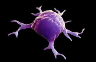 An illustration of a macrophage, shown in purple on a black background.