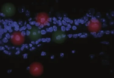 Microscopy image with blue nuclear stain on black background and artistic rendition of cell proximity effects in red and green