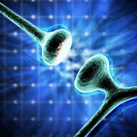 synapses between hippocampal neurons